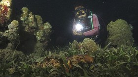 'Walking Shark' & Terumbu Karang di Tengah Ancaman Reklamasi