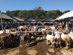 Sederet Aturan soal Kurban di Semarang untuk Antisipasi PMK