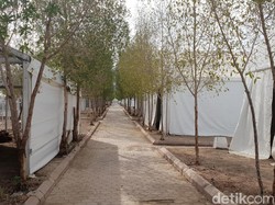 Ada Pohon Soekarno di Arab Saudi, Ternyata Begini Awal Mulanya