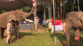 VIDEO: Kawanan Gajah Kibarkan Merah Putih di Bandar Lampung