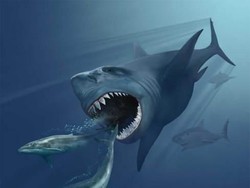 Hiu Monster Megalodon Lebih Raksasa dari Perkiraan