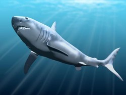 Serba Serbi Megalodon, Hiu Raksasa Penguasa Lautan