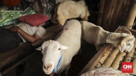 Tumpukan Jeroan dan Misteri Raib 24 Kambing di Rawa Buaya