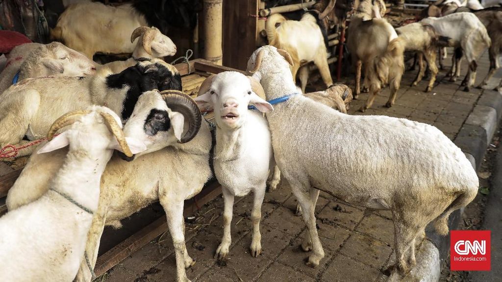 Bolehkah Berkurban 1 Ekor Kambing untuk 1 Keluarga?