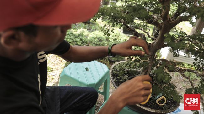 10 Jenis Tanaman Bonsai Terbaik Untuk Hiasan Rumah