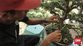 10 Jenis Tanaman Bonsai Terbaik untuk Hiasan Rumah