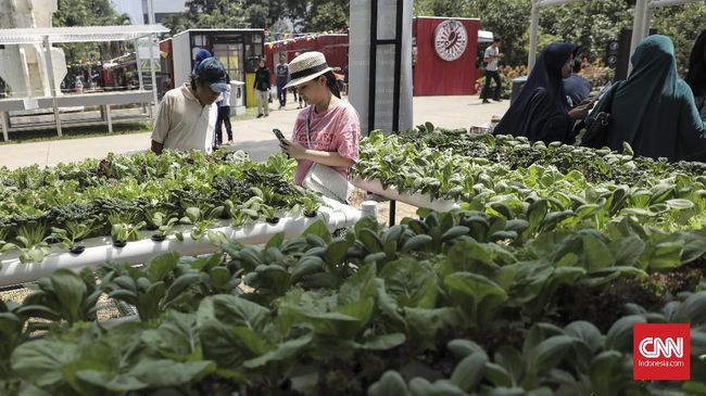 Wisata Hijau di Kampung Hidroponik Simorejo Simorejo mendapat julukan Kampung Hidroponik karena hampir semua warganya memanfaatkan lahan yang terbatas di rumah untuk budidaya tanaman hidroponik.