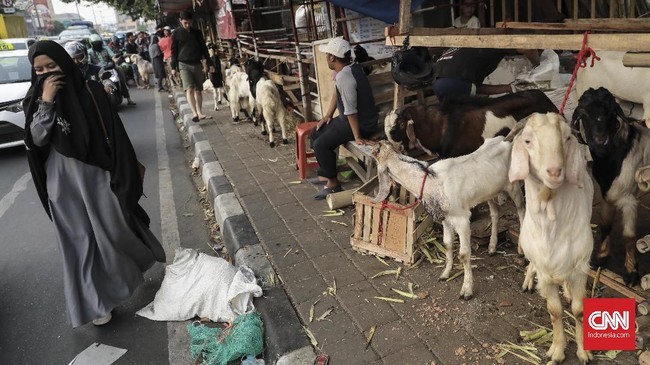 Hewan kurban yang cacat dilarang untuk disembelih pada Hari Raya Iduladha. Pemprov DKI Jakarta juga menemukan 226 hewan kurban tak cukup umur untuk disembelih.