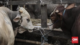 4.000 Sapi Korban Gempa Lombok Dipasangi Mikrocip