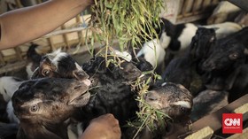 Poniman, KUR BRI, dan Peternakan Kambing di Kampung Halaman