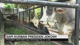 Sidak Hewan Kurban Berpenyakit