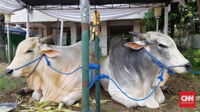 Sapi yang dikurbankan Jokowi adalah jenis lokal dari wilayah Cimpaeun, Depok, Jawa Barat.