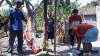 Menyembelih Kurban Ada Tekniknya Lho! Biar Halal dan Dagingnya Sehat