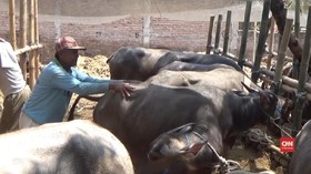 VIDEO: Cegah Stres, Hewan Kurban Diberi Layanan Pijat