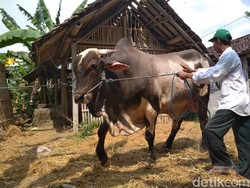 Dinas Pertanian Semarang Ingatkan Beli Hewan Kurban Kantongi SKKH