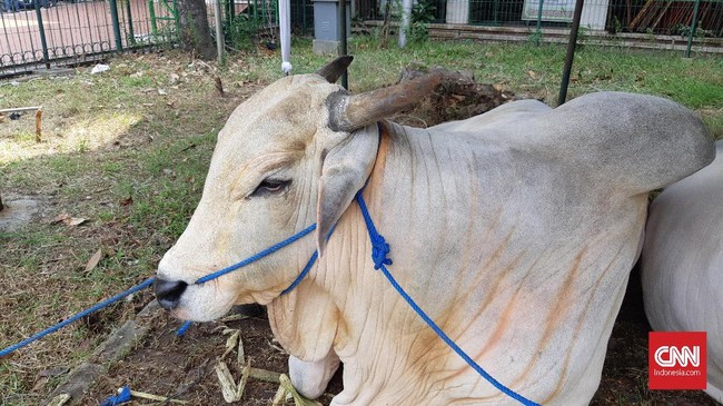 Kementerian Pertanian menyatakan jumlah impor sapi bakalan dan indukan sampai saat ini belum sesuai dengan skema 5:1 yang sudah diatur oleh pemerintah.