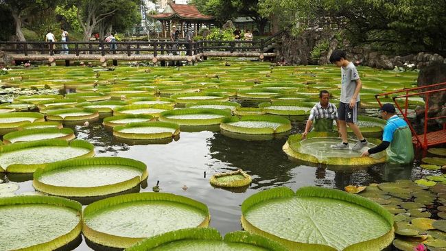 Bunga Teratai Raksasa Mekar Di Taipei