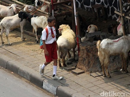 Pertimbangan Sebelum Ajak Anak Lihat Penyembelihan Hewan Kurban