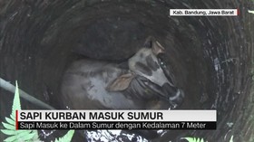 Sapi Kurban Masuk Sumur