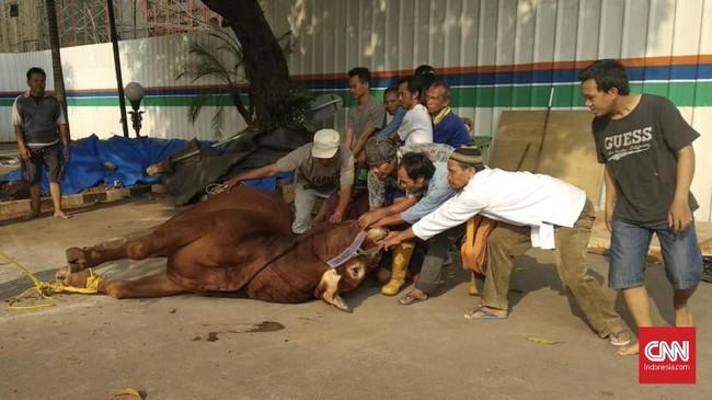 Di tengah suasana hari raya yang khusyuk ini, sejumlah warganet mengunggah cuitan-cuitan kocak seputar Iduladha.
