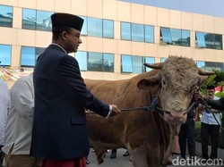 Anies Serahkan Sapi 1,2 Ton, Ariza Sapi 1,1 Ton untuk Kurban