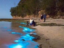 Apa Itu Bioluminescence? Memahami Fenomena Cahaya dalam Makhluk Hidup