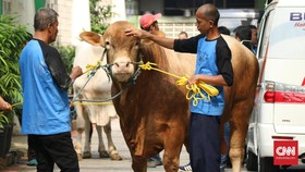 Diduga Minta Jatah Sapi, Camat Matraman Terancam Dicopot