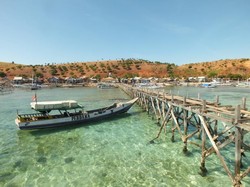 Komodo Ditemukan Mati Terapung di Perairan Kampung Komodo