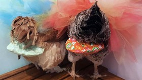 Tren Ayam Jadi Peliharaan, Wanita AS Ciptakan Popok Ayam