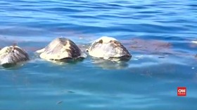 VIDEO: Ratusan Penyu Langka Mati di Meksiko