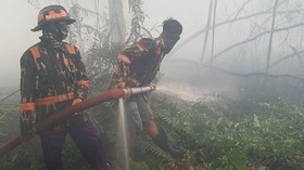 WALHI: Titik Api Karhutla Kalbar Sebagian Besar di Area Konsesi Sawit