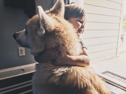 Kisah Seorang Balita yang Nyawanya Diselamatkan Seekor Anjing