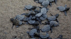 Ratusan Bayi Penyu Raksasa Dicuri dari Penangkaran Galapagos