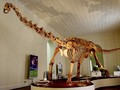 Studi: 2,5 Miliar Dinosaurus T-Rex Pernah Hidup di Bumi