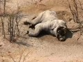VIDEO: Perburuan Ancam Populasi Gajah di Botswana