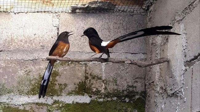 Jumlah burung di Indonesia meningkat enam jenis menjadi 1.777 jenis pada tahun 2019.