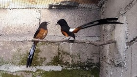 Burung di Indonesia Semakin Beragam