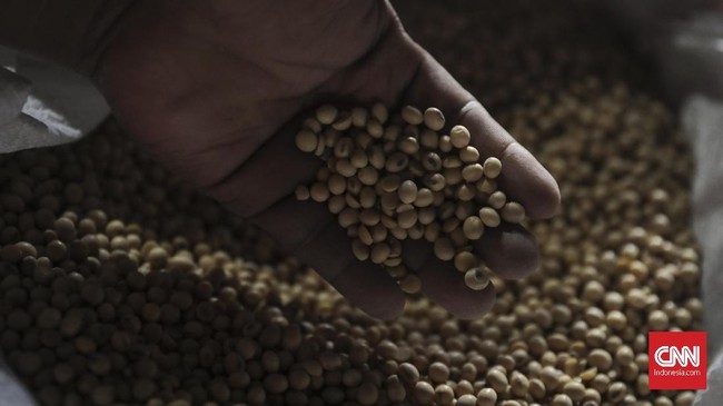 HKTI menyatakan ketergantungan RI pada kedelai impor terjadi karena kualitas produksi lokal masih rendah. Itu yang membuat perajin tak melirik kedelai lokal.