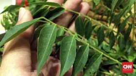 Manfaat Masker Daun Kari untuk Cegah Uban