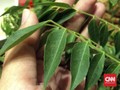 Manfaat Masker Daun Kari untuk Cegah Uban