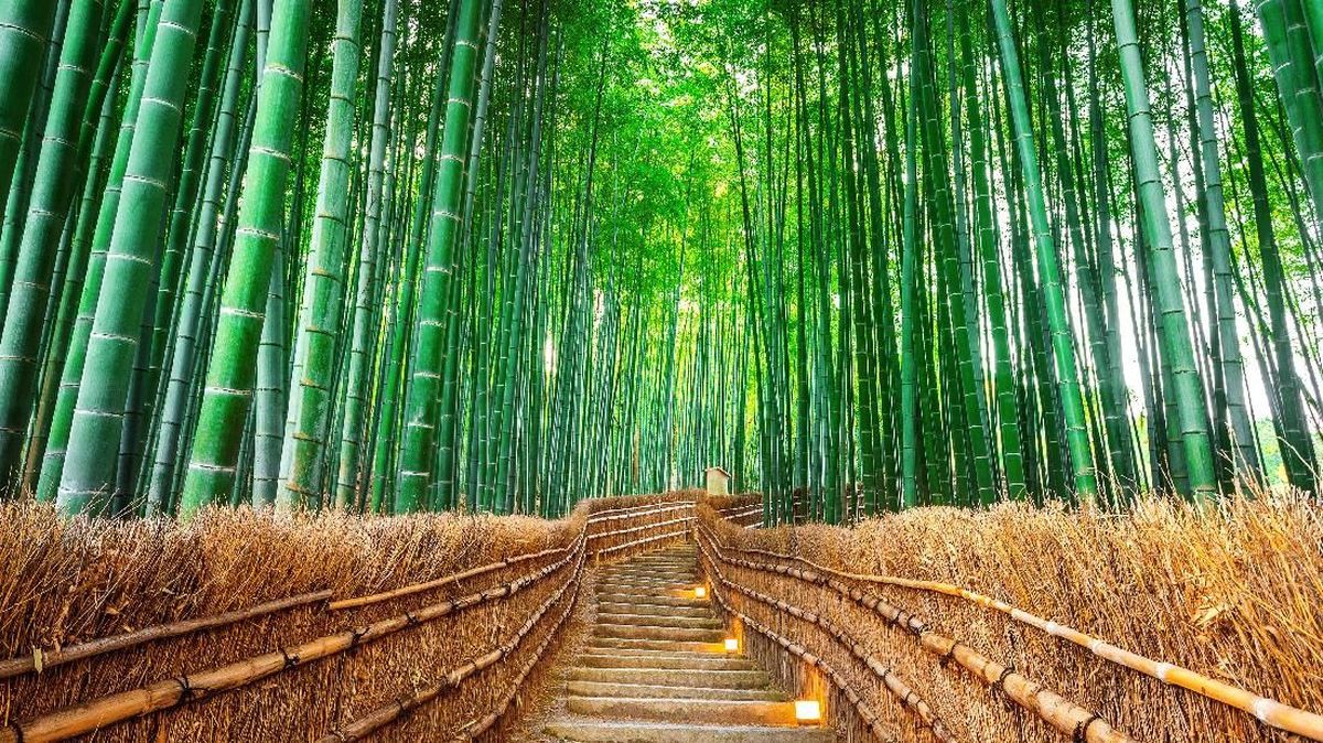 Turis Malaysia Dikecam Warganet Jepang Usai Rusak Hutan Bambu Kyoto