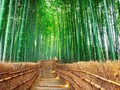 Kyoto Luncurkan Promosi Wisata 'Sepi Turis, Mari Datang'