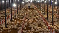 Peternak Ayam Hadapi Empat Persoalan di Tengah Pandemi Corona