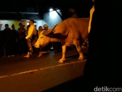 Kirab Kebo 1 Suro Simbol Tolak Bala, Ditiadakan Justru ketika Pandemi Datang