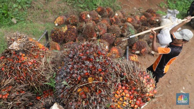 Bos Sawit, Siap-siap Cuan! Harga CPO Ogah Turun 4 Hari