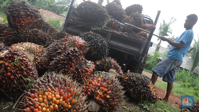 Mumpung Ada Celah Ini, Vietnam Diam-diam Rebut Pasar CPO RI di India