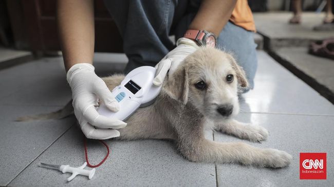Pemprov DKI Siapkan 500 Microchip untuk Anjing Dinas Ketahanan Pangan, Kelautan, dan Pertanian (KPKP) DKI Jakarta memberi 500 microchip gratis yang berfungsi merekam identitas anjing.