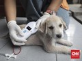 Pemprov DKI Siapkan 500 Microchip untuk Anjing