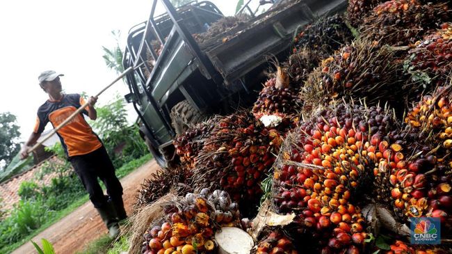 Full Senyum! Harga CPO OTW Menguat Tiga Hari Beruntun