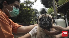 Kasus Rabies di Timor Tengah Selatan NTT Menyebar di 9 Kecamatan
